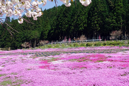 国田家の芝桜画像
